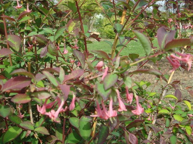 Lonicera gracilipes 'Grandis' P6 (2)